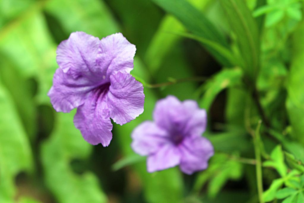 Garden Guesthouse Kampong Chhnang Ngoại thất bức ảnh