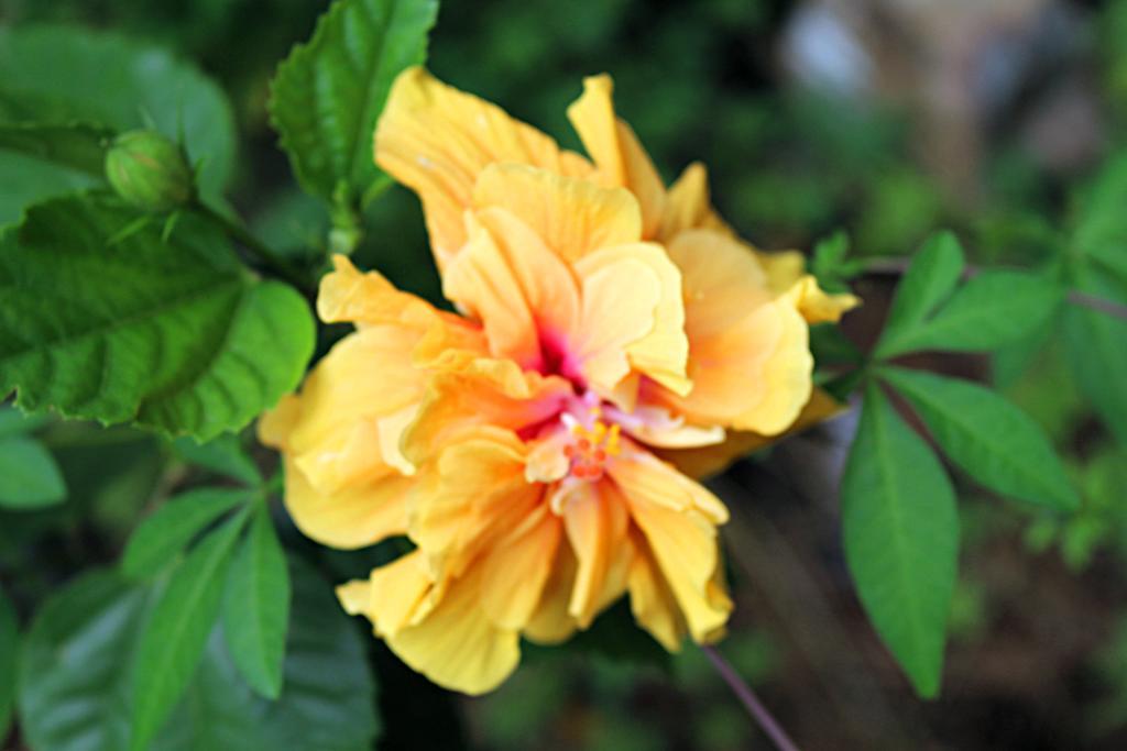 Garden Guesthouse Kampong Chhnang Ngoại thất bức ảnh