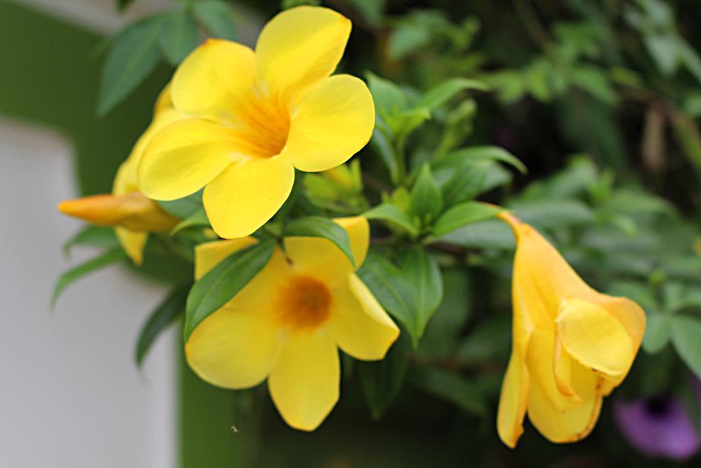 Garden Guesthouse Kampong Chhnang Ngoại thất bức ảnh